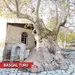 Hər həftə İsmayıllı - Basqal - Qəbələ turu